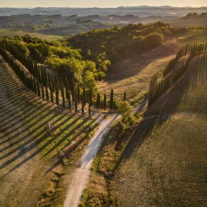 Weinberge in der Sonne – Wachstum und Entwicklung
